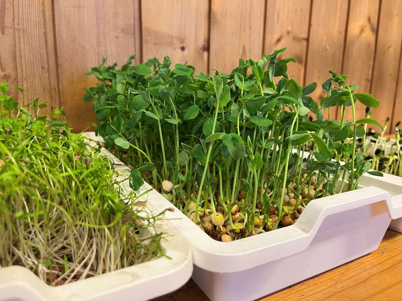 Mikrogrønt - planter - spirer