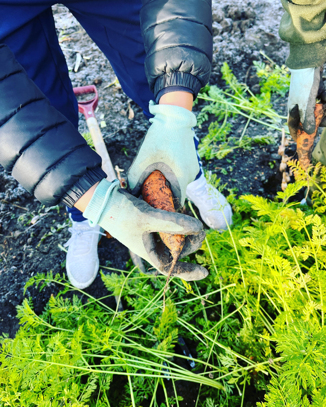 Noen få mennesker graver i bakken Noen få mennesker graver i bakken