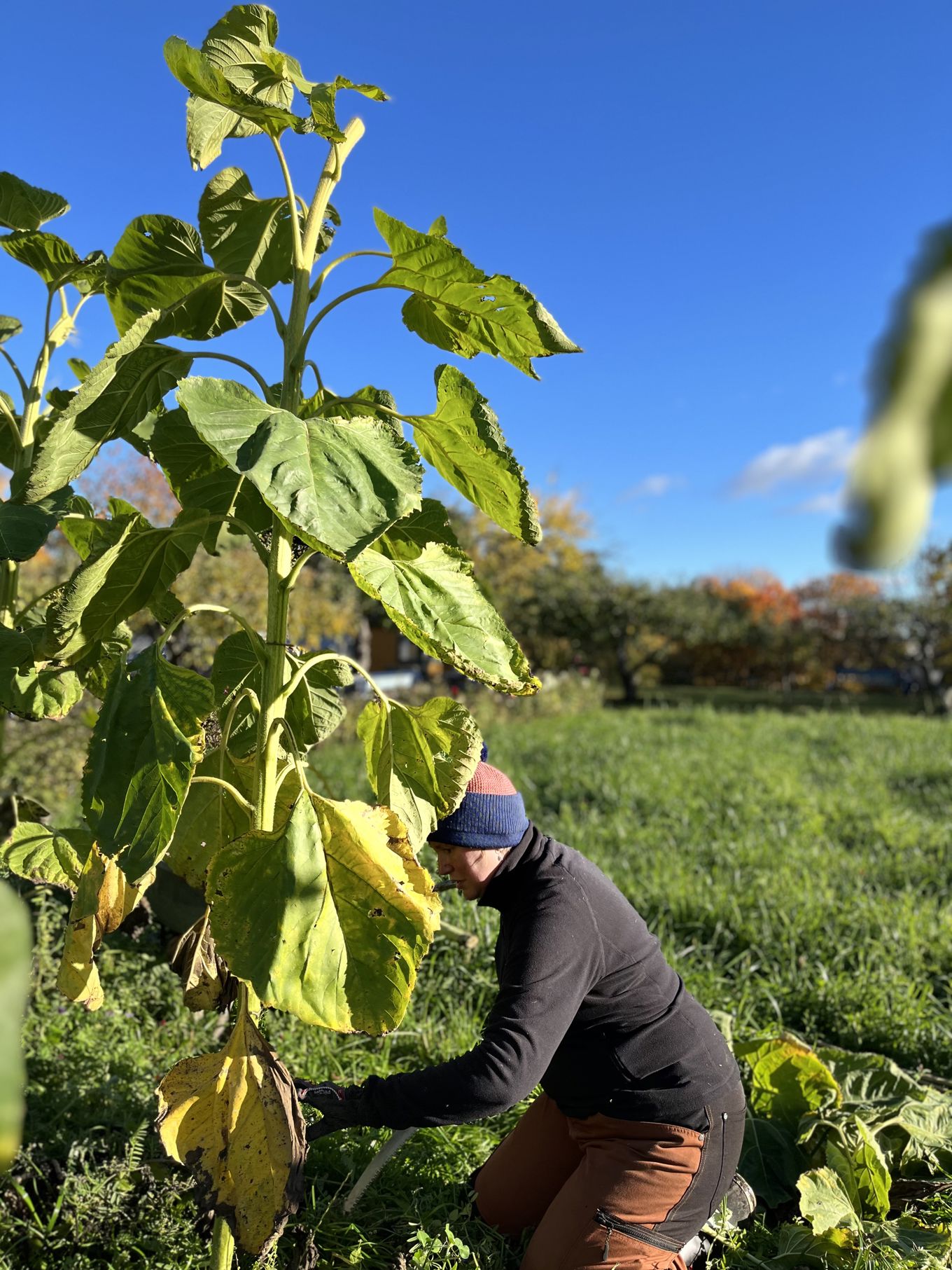 en person som sitter på huk i et jorde
