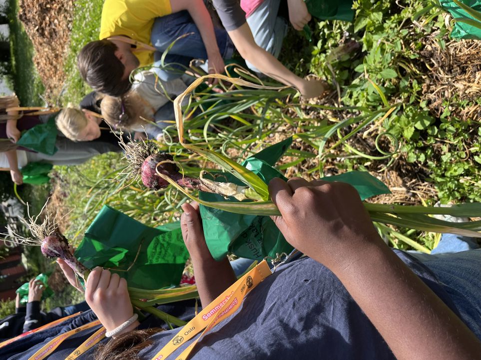 Sommerskolen høster Hvitløk til pizzafest i skolehagen