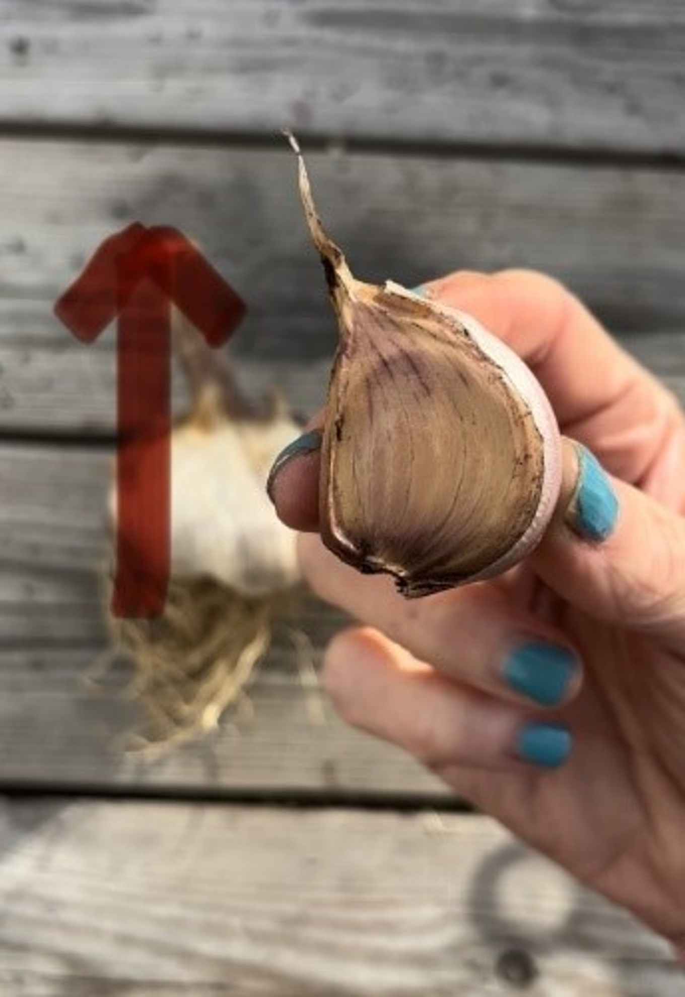 en hånd som holder en snegl