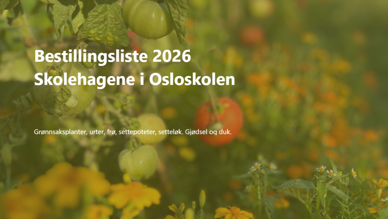 en tomat som vokser på en plante