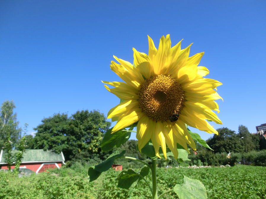 Solsikke med humle