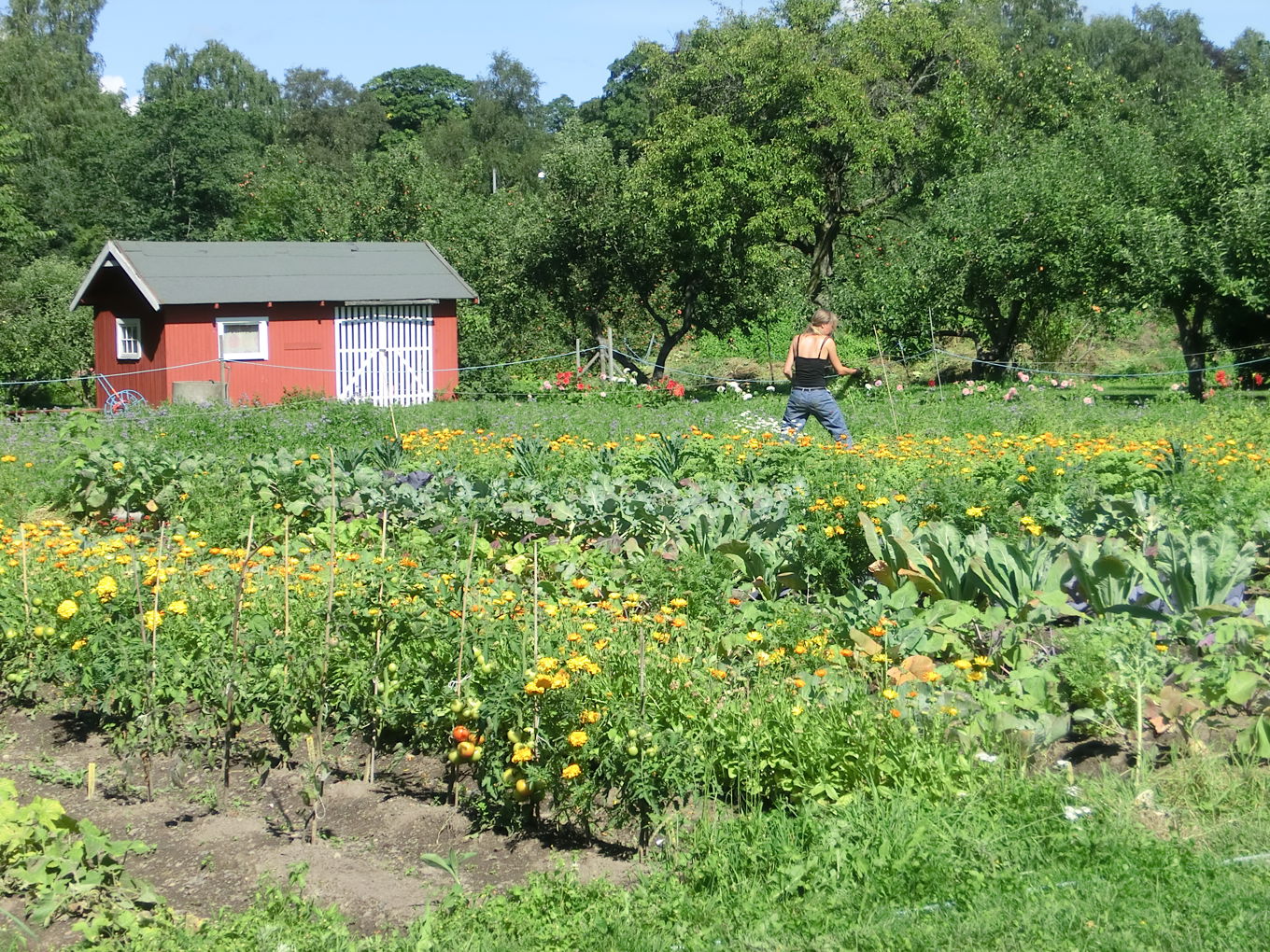 Foto: Tore Faller grønnsakshage