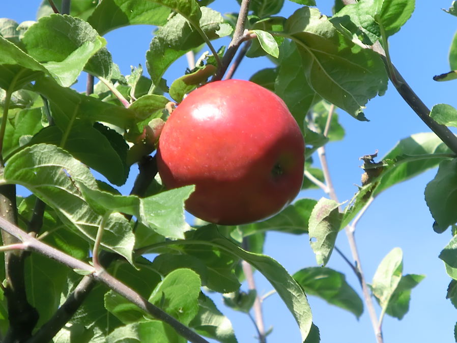 eple på tre