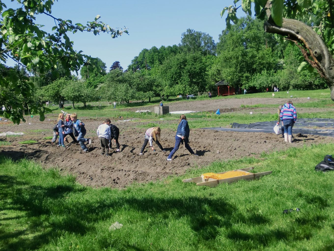 barn i skolehage barn i skolehage
