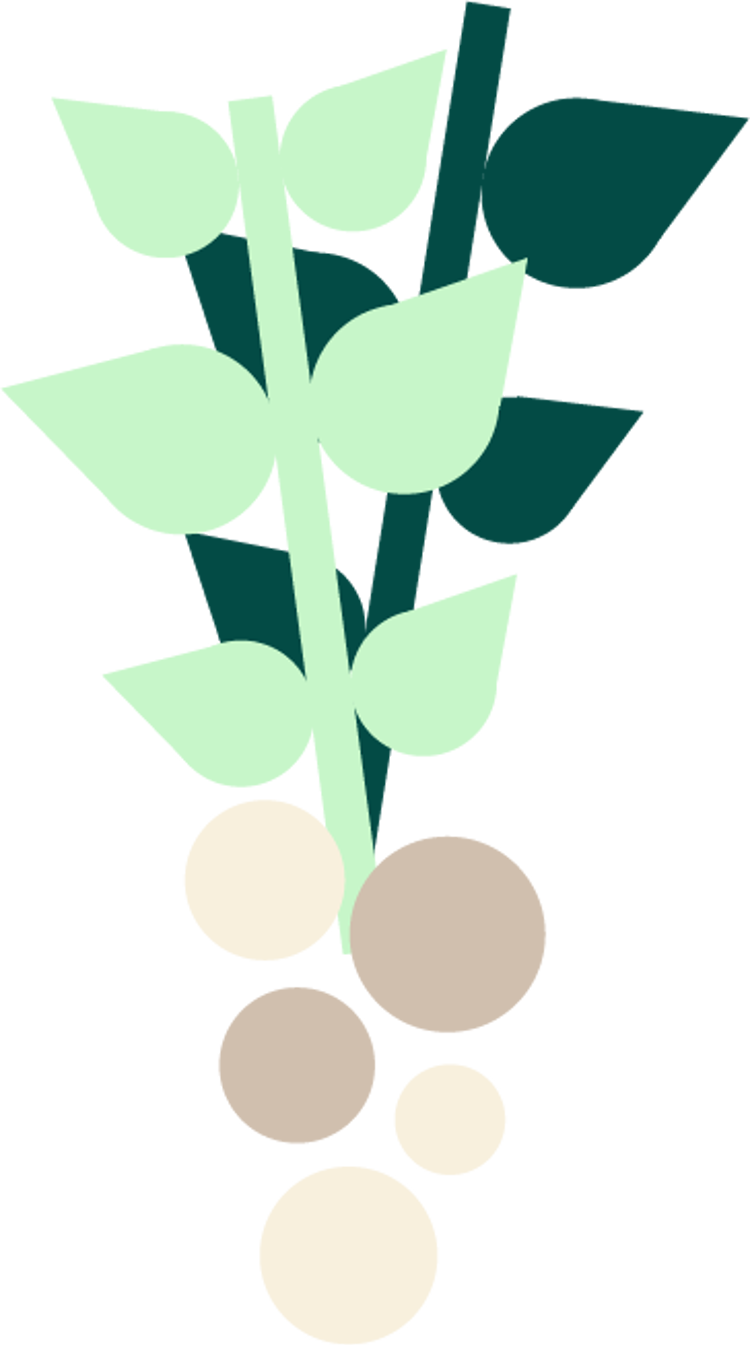 Potetplante