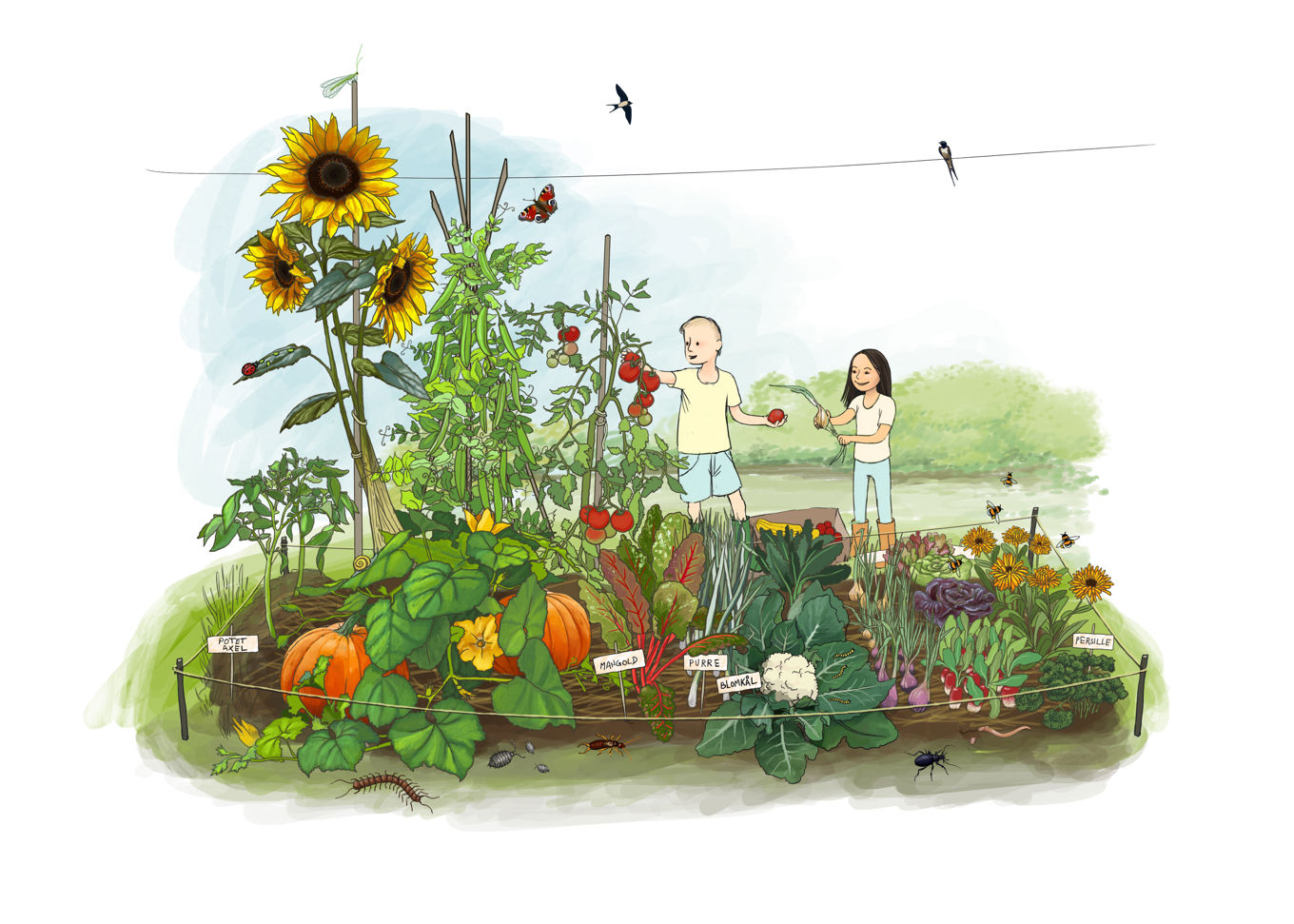illustrasjon av skolehage